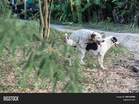 Two Dogs Making Love Image And Photo Free Trial Bigstock