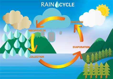 Rain Cycle Diagram Quizlet