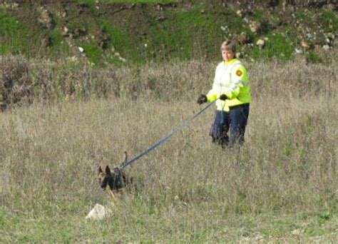Search And Rescue Dogs Training And How To Start