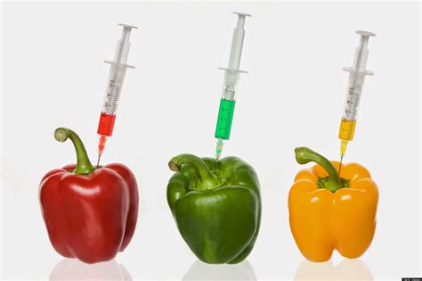 Genetically Modified Foods What You Need To Know Primerplato