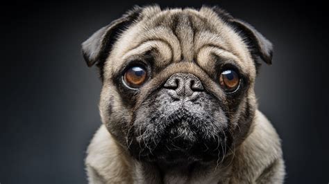 We raise our dogs and puppies in our home with our children. 12 Fun Facts About Pugs | Mental Floss