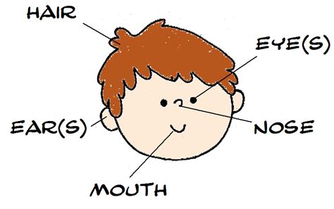 The indian princess wore a diamond in her right nostril. My English Blog: Parts Of the Face