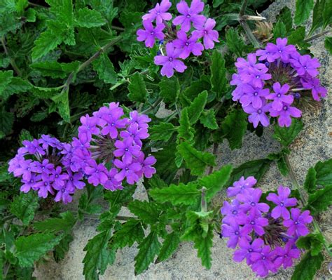 Verbena Homestead Purple Easy To Grow And Drought Tolerant