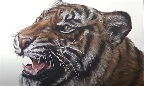 Realistic Tiger Drawing Step By Step Pencil Drawing Tutorial