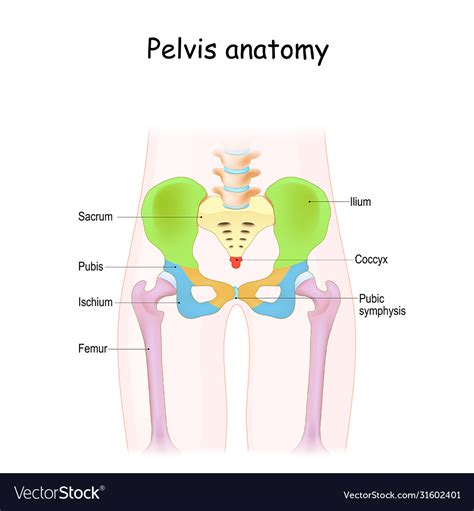 Pelvis Anatomy Color Structure Pelvic Skeleton Vector Image