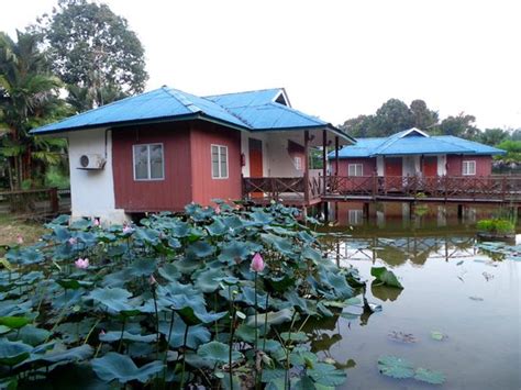 Save kuala selangor glittering fireflies tour with seafood dinner to your lists. Our room at Firefly Park Resort - Picture of Firefly Park ...