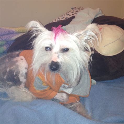 My Chinese Crested Rocky Rocking A Pink Mohawk Chinese Crested Pink