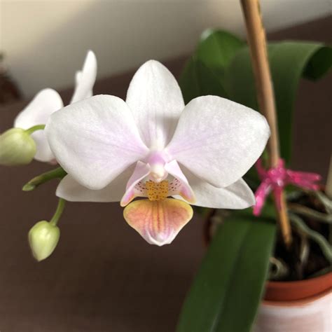 New Orchid Blooms Finally Brooklyn Orchids