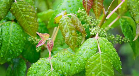 How To Naturally Remove Poison Ivy Rash