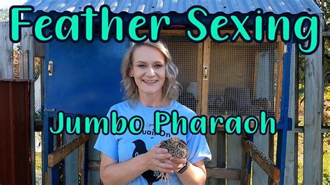 feather sexing jumbo pharaoh coturnix quail youtube