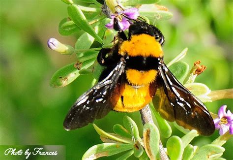 Tons of awesome bumblebee insect wallpapers to download for free. Bumble Bees Archives - What's That Bug?