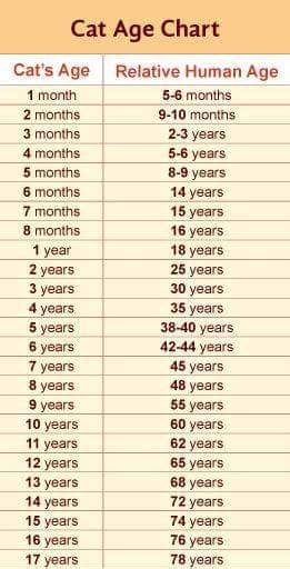 Cat Years Cat Age Chart Cat Age Chart Animals And Pets Cute Animals