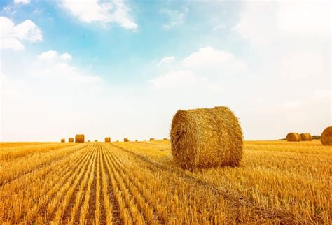 Laeacco Rural Farm Field Wheat Harvest Hay Bales Landscape Photography