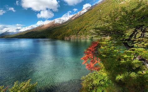 Lake In Argentina Green Leafed Tree South America Argentina