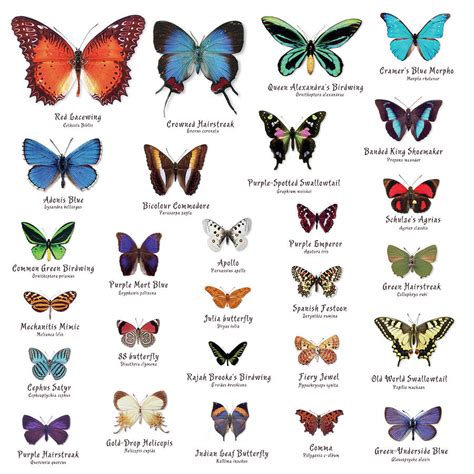 Butterfly Species List With Pictures