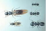 Photos of Carpenter Ants In Your Home