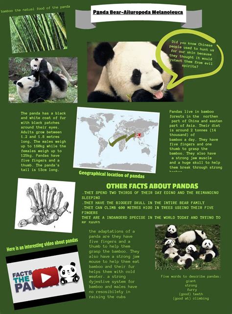 Printable Fun Facts For Kids About Pandas Tedy Printable Activities