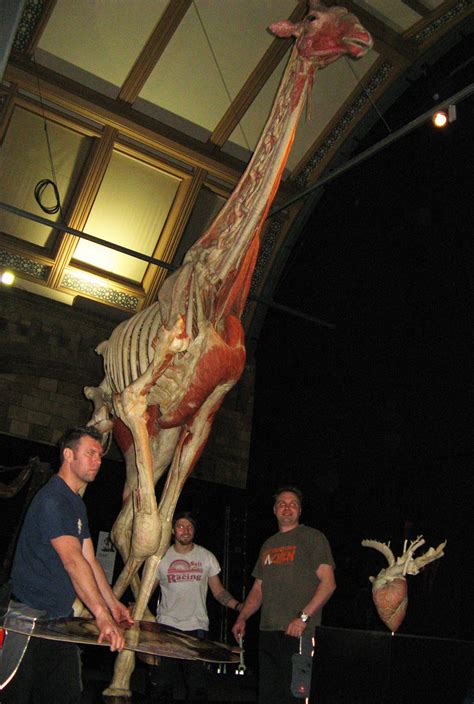 Natureplus Whats New At The Museum Tags Bodyworlds