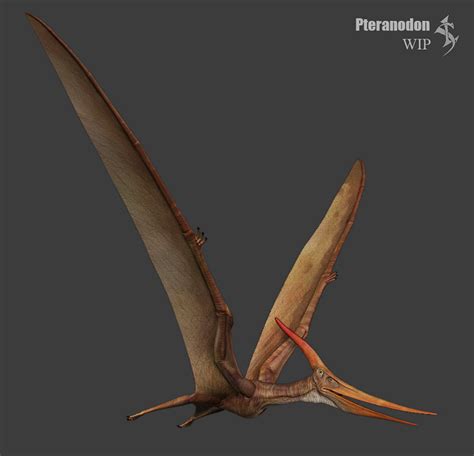Pteranodonwip By Swordlord3d On Deviantart
