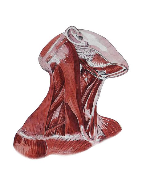 Neck Muscles Anatomy Study Painting By Irina Sztukowski Pixels Merch