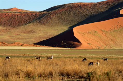 Život v poušti Namib: Překvapivá pestrost uprostřed ...