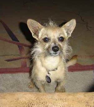 wire chiwoxy wire haired terrier  chihuahua info pictures