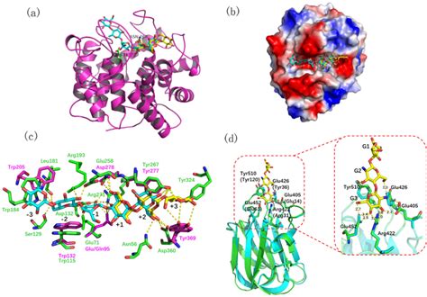 Homology Models Of The Catalytic And Carbohydrate Binding Modules Of