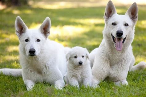 26 White Dog Breeds Small Big And Fluffy White Dogs Marvelous Dogs