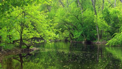 Free Images Tree Creek Swamp Wilderness Hiking Leaf Lake River