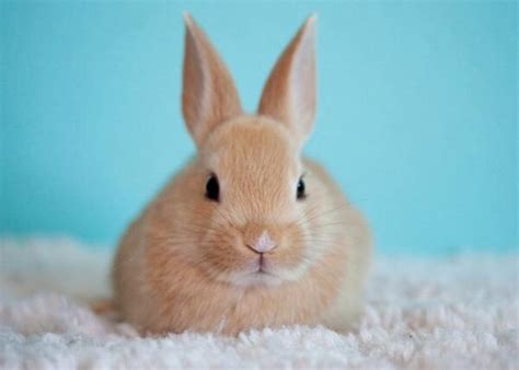 ¿cuánto Vive Un Conejo Ya Sea Enano O Doméstico Petsbioforestal