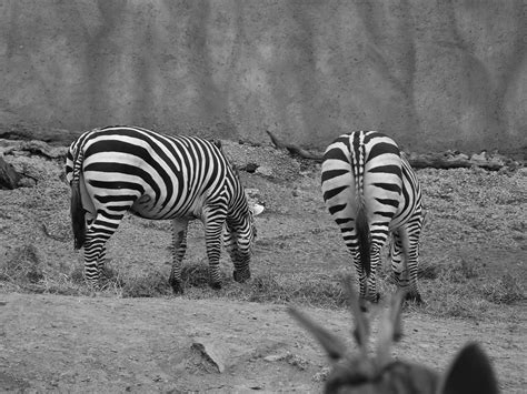 Zebra Zoo Free Photo On Pixabay Pixabay