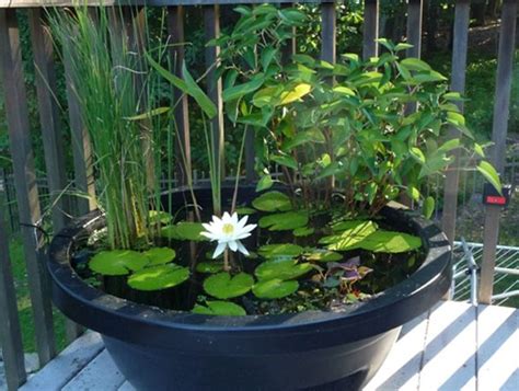 Small Container Water Garden Small Ponds