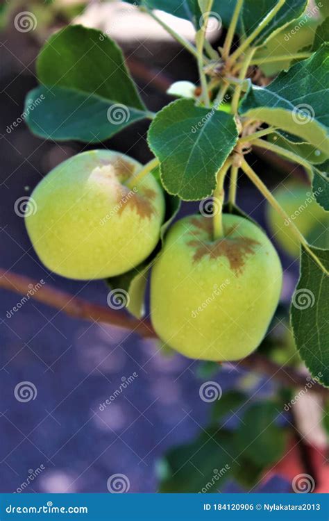 Apples Tree With Immature Apples Growing In Arizona Desert Stock Photo