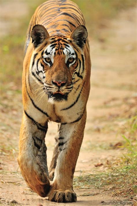 Central India Is Probably The Best Place To See Wild Tigers Just Like