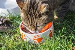 The clinical signs of feline hyperthyroidism include increased appetite with weight loss. Hyperthyroidism in cats - the skinny hungry cat