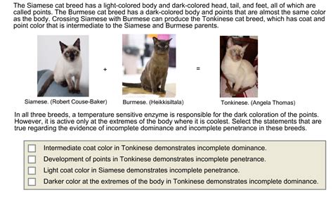 Solved The Siamese Cat Breed Has A Light Colored Body And