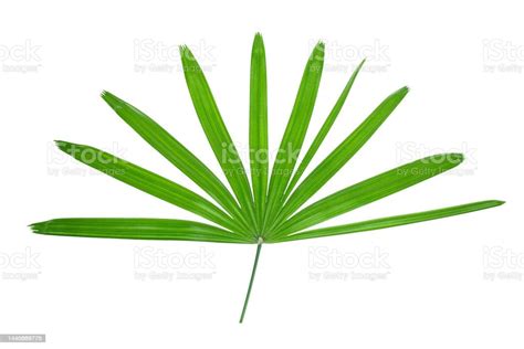 Green Fan Palm Leaf Isolated On White Background Stock Photo Download