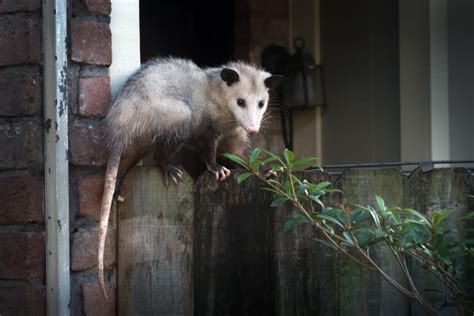 How To Get Rid Of Opossums Safely Ecocare Pest Control
