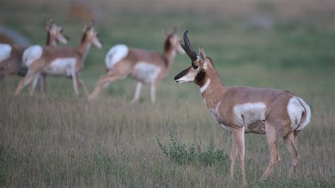 Pronghorn Lottery Preview 2022 Ndgnf 07 28 2022 Youtube
