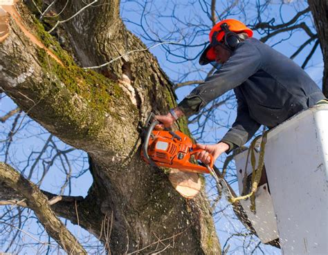 Cortez Tree Service Tree Trimming Health Of Your Growing Trees