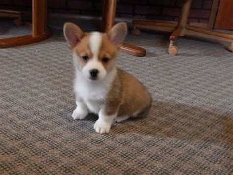 The pembroke welsh corgi and the cardigan welsh corgi. fluffy Pembroke Welsh Corgi Puppies Available - Dogs ...
