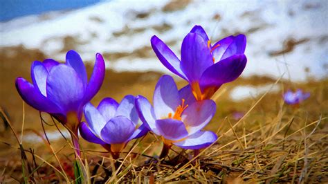 crocuses, Purple Flowers, Nature, Flowers Wallpapers HD / Desktop and ...
