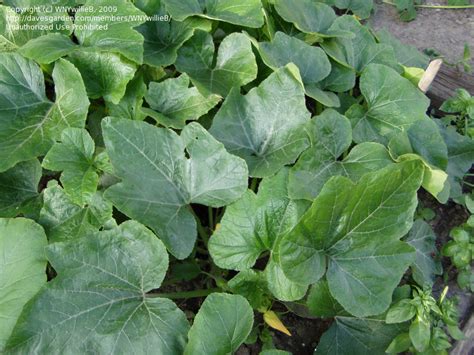 Plantfiles Pictures Winter Squash Acorn Squash Cream Of The Crop