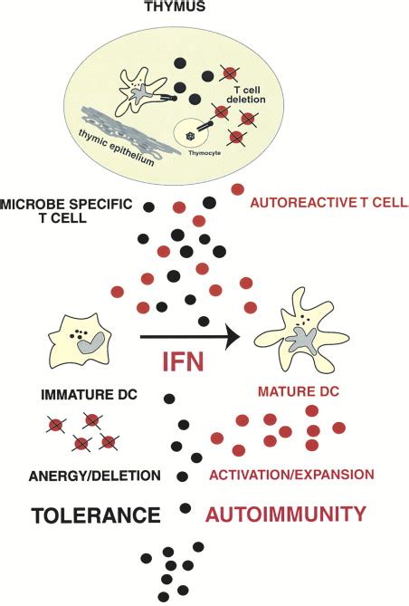 Autoimmunity Through Cytokine Induced Dendritic Cell Activation Immunity