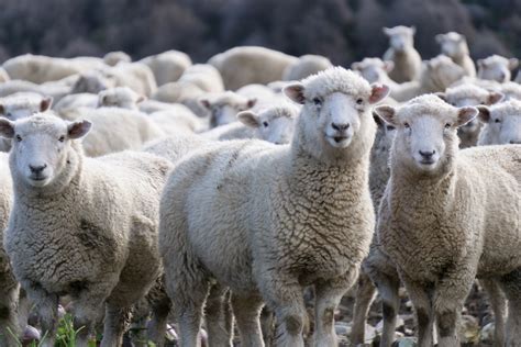 A Flock Of Sheep On Being A Shepherd Wycliffe College But By