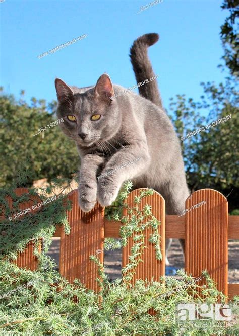 Domestic Cat Blue Adult Jumping Over A Garden Fence Spain Stock