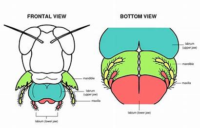 Grasshopper Diagram System Mouth Anatomy Digestive Svg