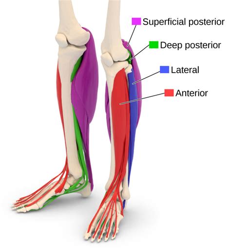 Compartment Syndrome Appreciating Atypical Lower Leg Pain In Athletes
