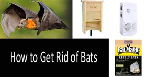 How To Get Rid Of Bats Best Bat Repellents And Deterrents 2022 Guide In 2022 Getting Rid Of