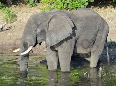 Elephant In Botswana Stock Image Colourbox